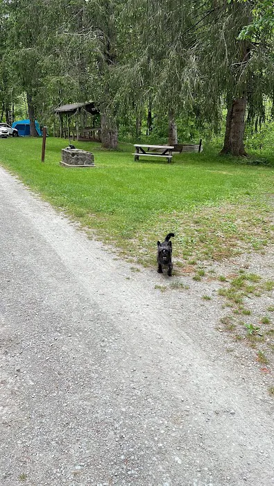 Bear Spring Mountain Campground Picture 3