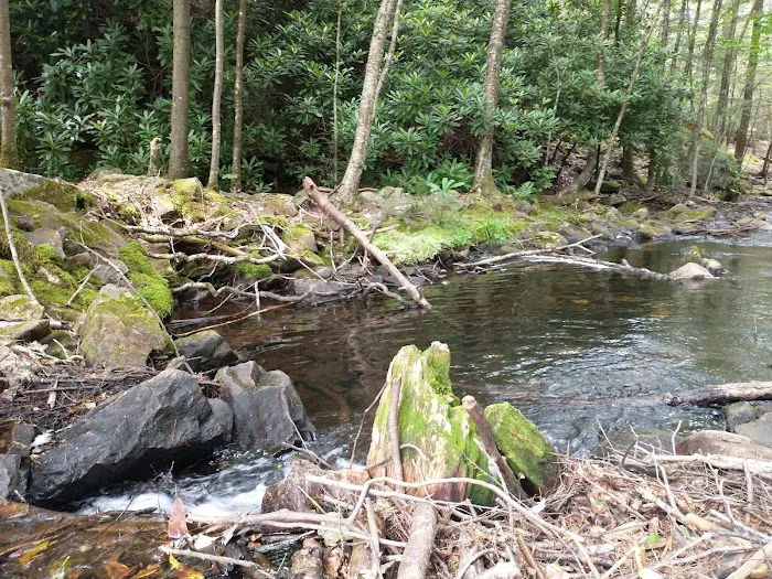 Hickory Run State Park Camping Area Picture 4