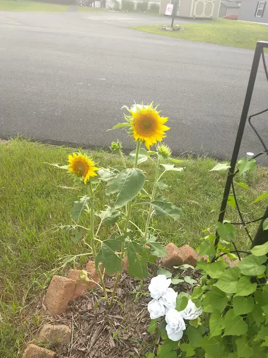 Pyramid Pines Mobile Home Park Picture 10