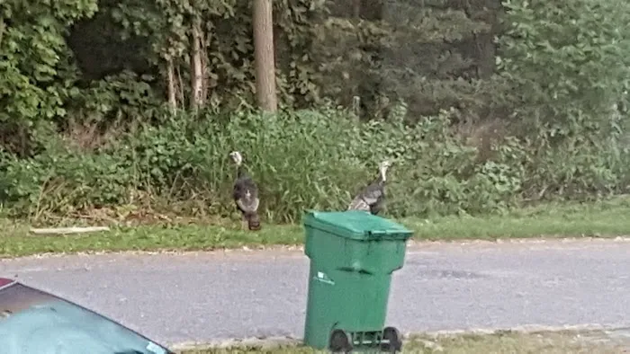 Forest Hills Mobile Home Park Picture 6
