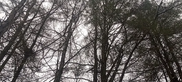 White Pines MHC Picture 10