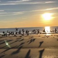 Ocean Beach Trailer Resort ico