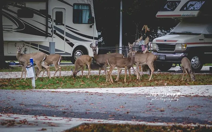 Marylander RV Park Picture 2