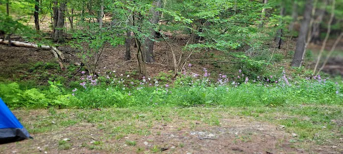 Waterfalls Campsite Picture 2