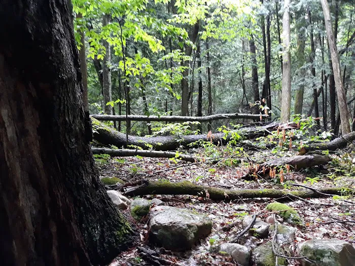 October Mountain State Forest Campground Picture 1