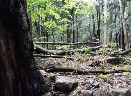 October Mountain State Forest Campground