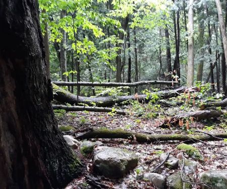 October Mountain State Forest Campground