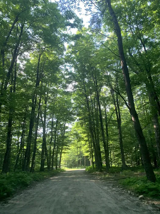Tolland State Forest Campground Picture 10