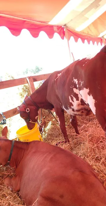 Iroquois Farm Showgrounds Picture 7