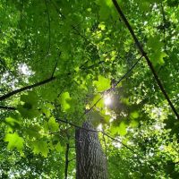 Mill Creek Camping Area ico