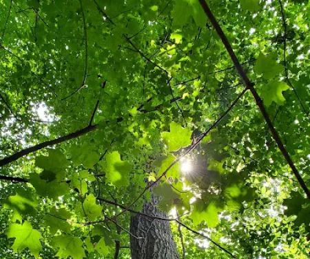 Mill Creek Camping Area