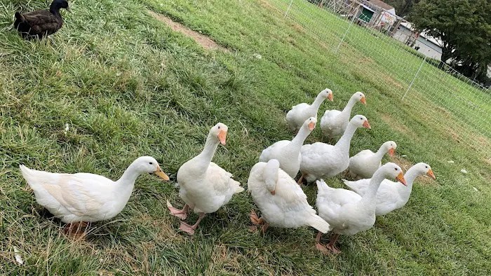 Huck and Buck Farm, LLC Picture 3