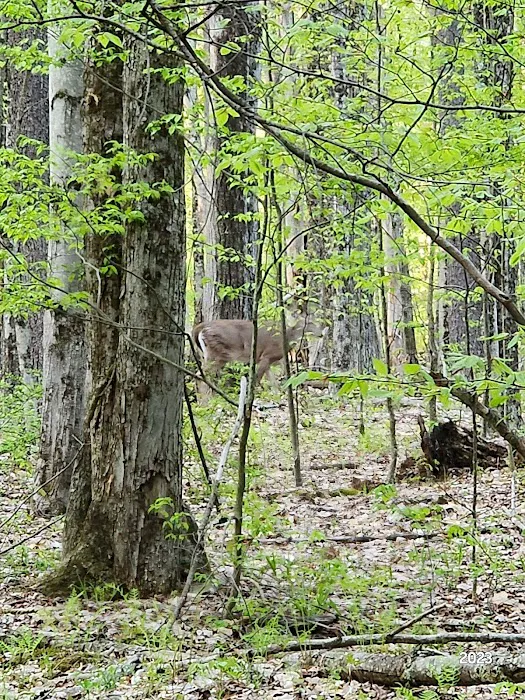 Forest Lake Campground Picture 10