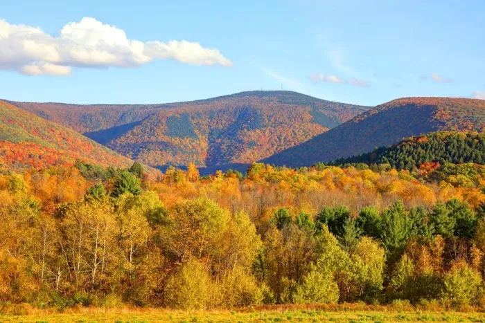 Mt. Greylock Campsite Park Picture 5