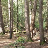 Fernwood Forest Campground ico
