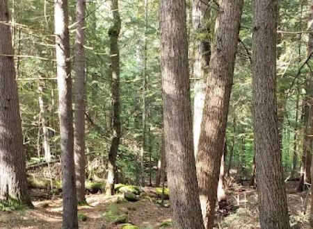 Fernwood Forest Campground