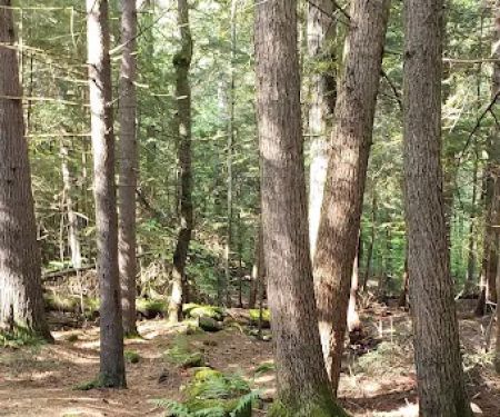Fernwood Forest Campground