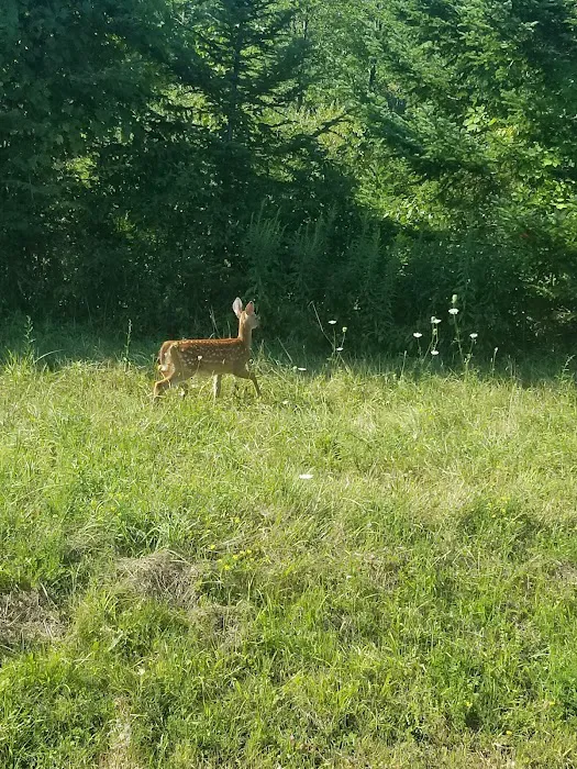 MorningStar RV Park Picture 1