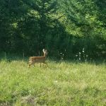 MorningStar RV Park