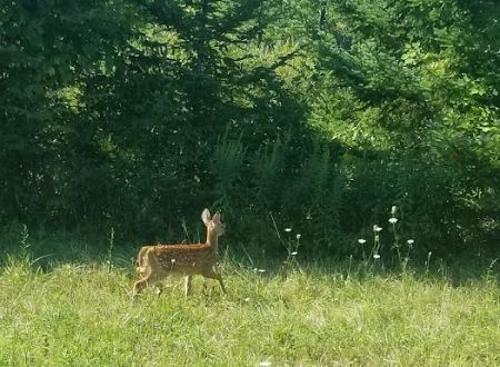 MorningStar RV Park