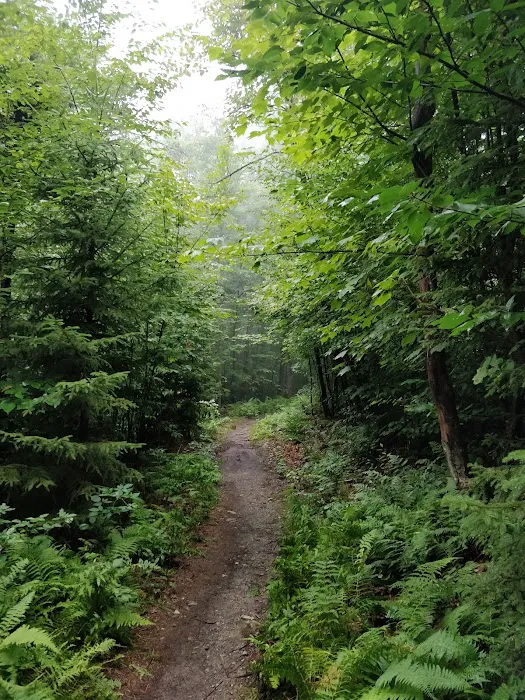 Mt. Greylock Campground Parking Lot Picture 5