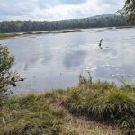 Savoy Mountain State Forest Campground