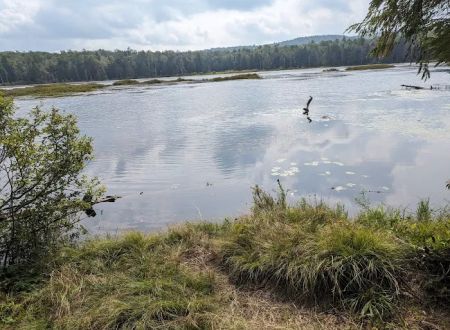 Savoy Mountain State Forest Campground