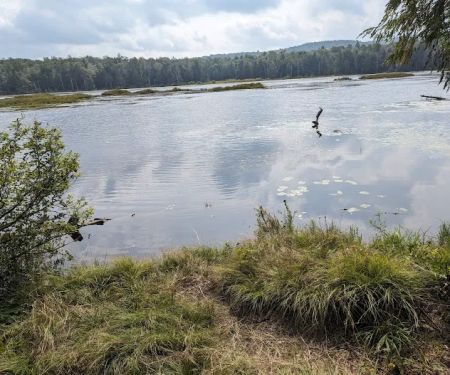 Savoy Mountain State Forest Campground