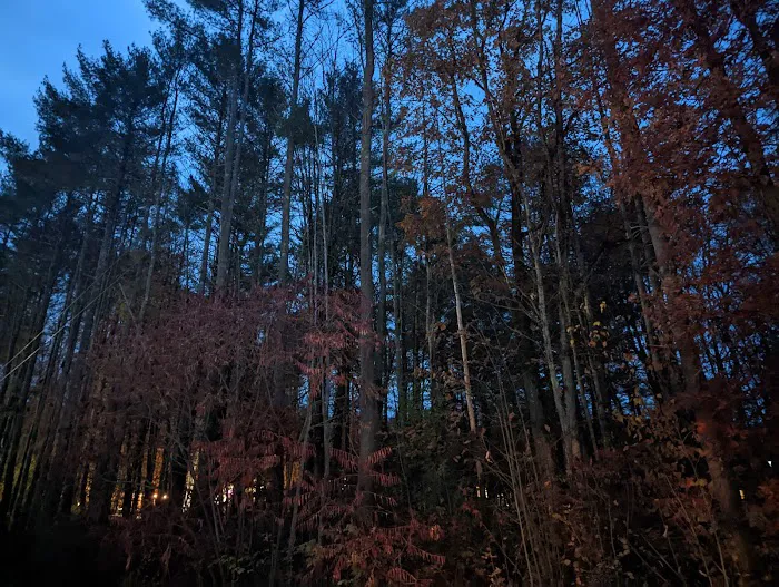 Hidden Forest Homes Picture 2