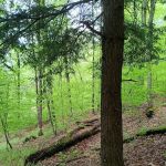 Alfheim Botanical LLC