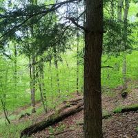 Alfheim Botanical LLC ico