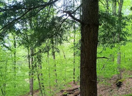 Alfheim Botanical LLC