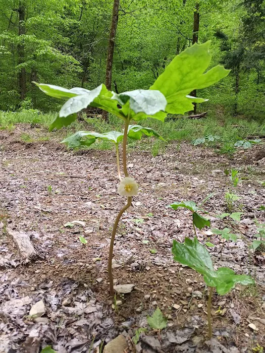 Alfheim Botanical LLC Picture 2