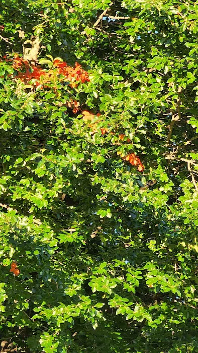 Sunset Acres Picture 9