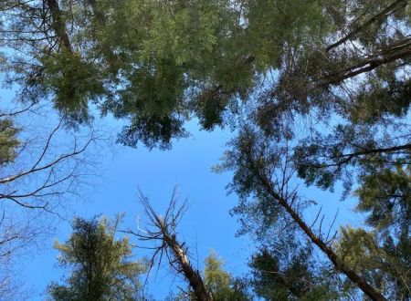Grassmere Park Campground