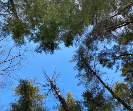Grassmere Park Campground