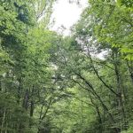 Tuckahoe State Park Campground