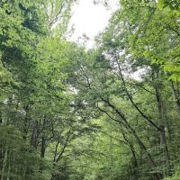 Tuckahoe State Park Campground ico