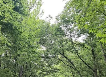 Tuckahoe State Park Campground