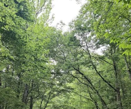 Tuckahoe State Park Campground