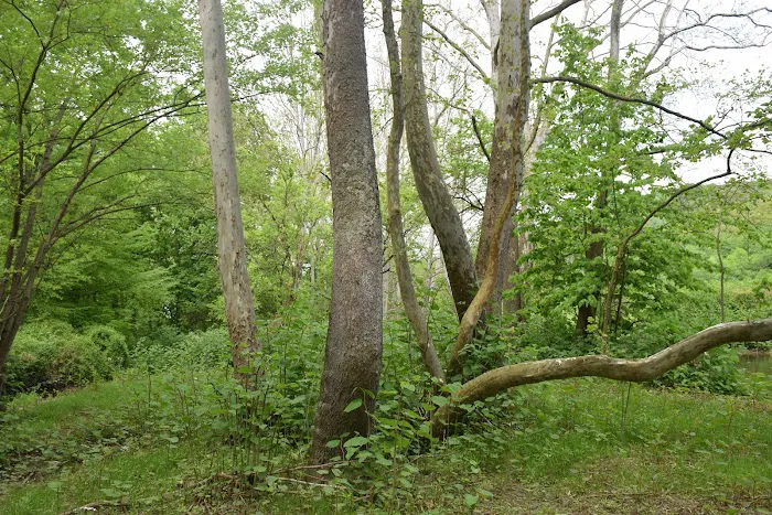 Peyper Fields Creekside Camp Picture 4