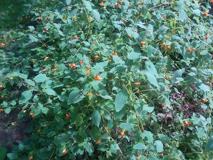 Aspen Campground Picture 5