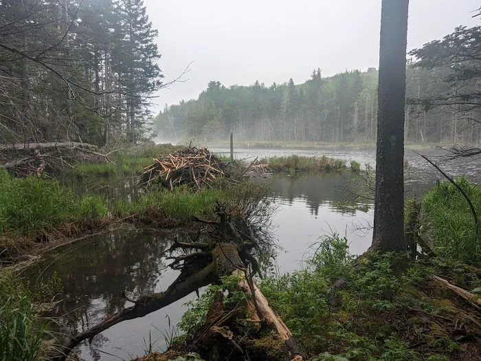 Stratton Pond Tenting Area Picture 2