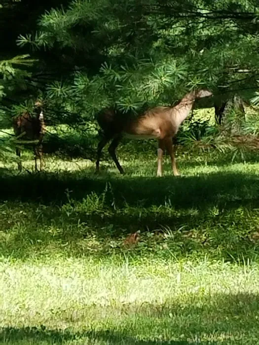 Laurel-Lock Campground Picture 10