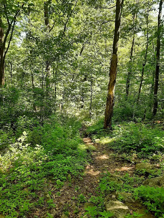 Camp Swatara Picture 5