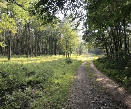 Weiser State Forest Greenland Tract