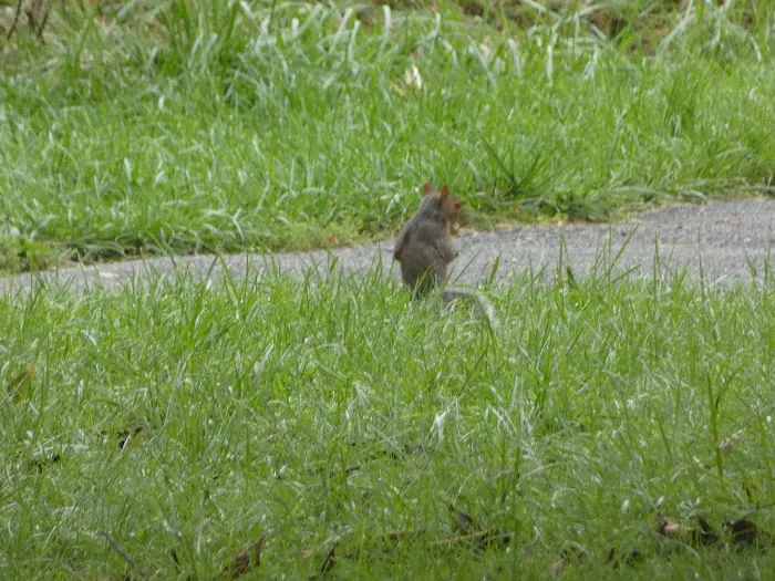 Gifford Pinchot State Park Campground Picture 10