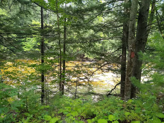 Winhall Brook Campground Picture 10