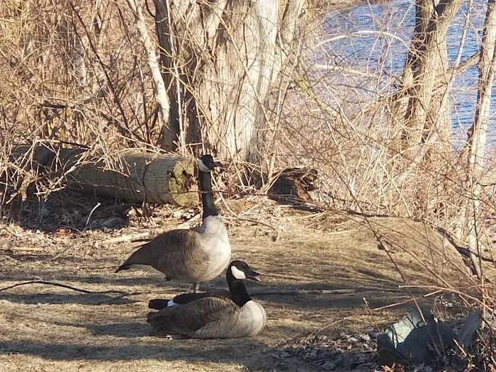 Boston Trailer Park Picture 1