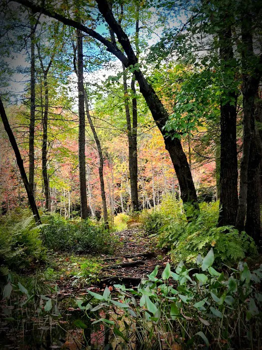 Tully Lake Campground Picture 5